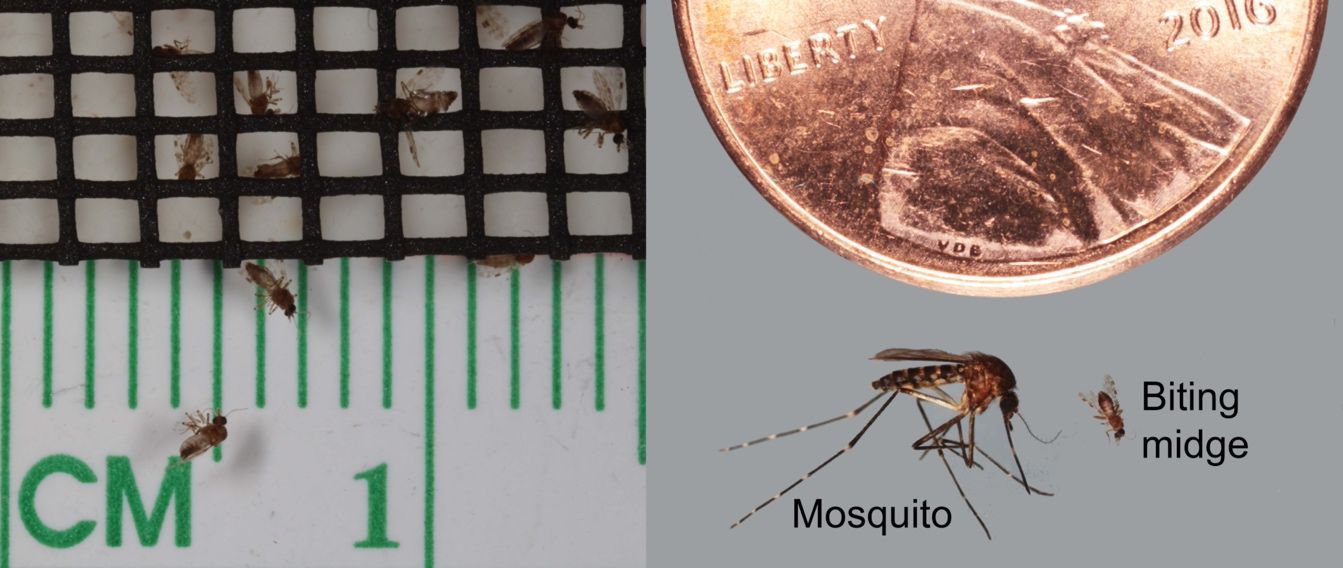 Left, a highly magnified photo of a 1.5-cm section of windowscreen with the bodies of several midges mingled with it; they are obviously easily able to pass through the screen. Right, a highly magnified photo of a shiny new American penny juxtaposed with a mosquito and a biting midge. The midge is vastly smaller than the mosquito, about the size of Abraham Lincoln’s bow tie on the penny.