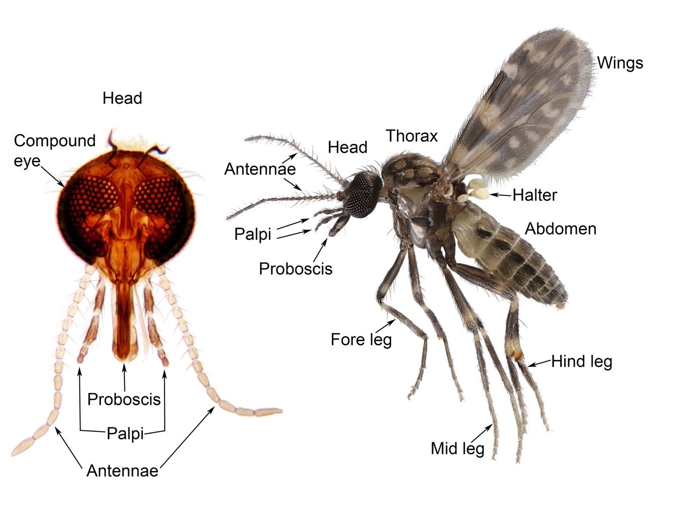 Detailed illustrations of an adult biting midge's head, with the compound eye, antennae, palpi, and proboscis labelled, and body, with the wings, thorax, halter, abdomen, fore leg, mid leg, and hind leg labelled.