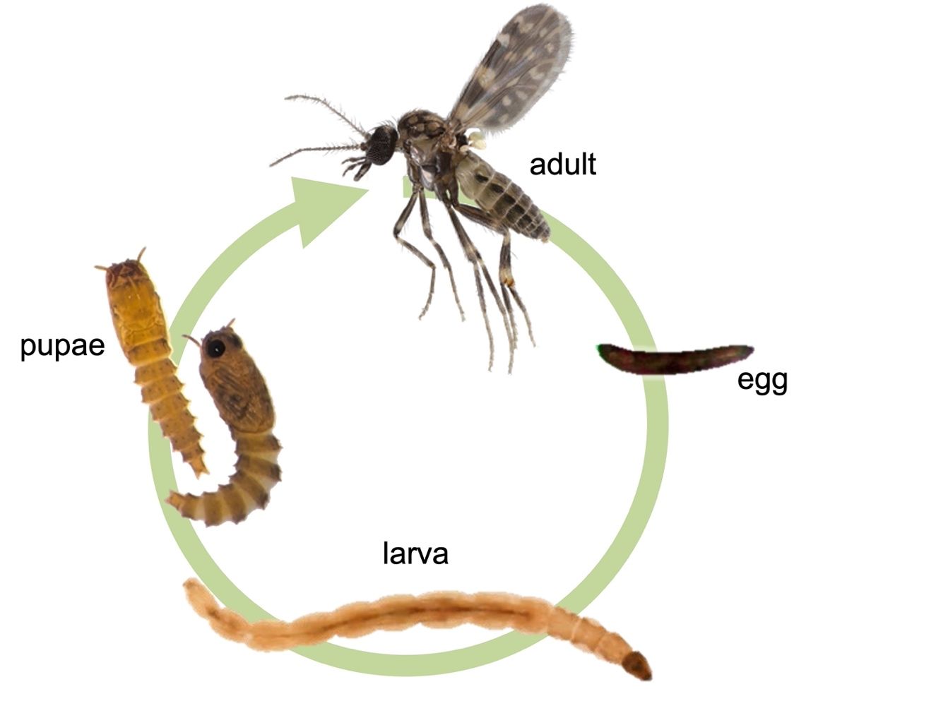 A diagram of the biting midge life cycle, showing the stages of egg, larva, pupa, and adult.