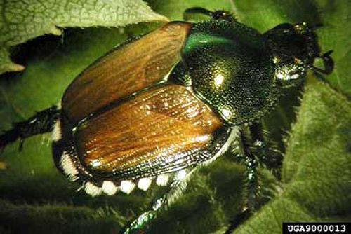 Figure 3. Adult Japanese beetle, Popillia japonica Newman. A typical morphological feature that helps to identify the Japanese beetle from other closely resembling beetles is the presence of six pairs of white hair brushes around the margins of the abdomen.