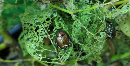 Figure 11. Adult Japanese beetle, Popillia japonica Newman, feeding damage on leaf.