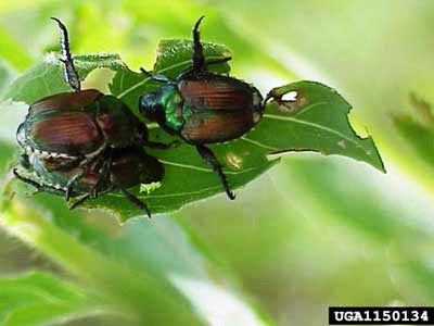 Figure 1. Adult Japanese beetles, Popillia japonica Newman, congregate to feed on foliage and mate.