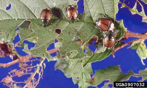 Figure 14. Adult Japanese beetles, Popillia japonica Newman, congregate to feed on foliage and cause leaf skeletonization.