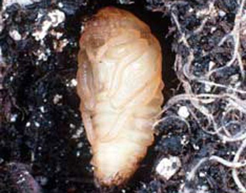 Figure 6. Pupa of the Japanese beetle, Popillia japonica Newman.