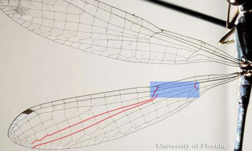 Wing of a Coenagrionid damselfly showing veins IR2+ and RP3- being closer to the nodus than the arculus (blue box).