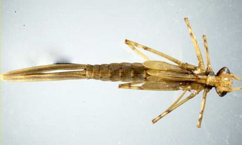 Dorsal view of an damselfly naiad from the family Calopterygidae. This image shows the general form of damselfly naiads. 