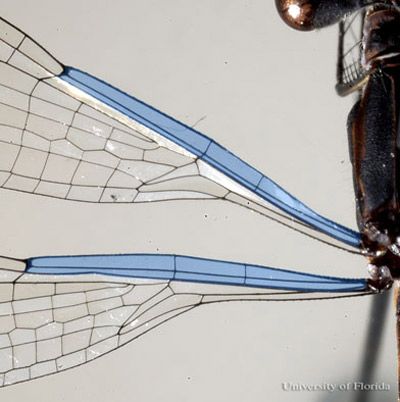 Wings of a lestid dragonfly showing only two antenodal crossveins. 