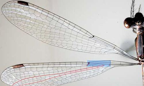 Wing of lestid damselfly showing veins IR2+ and RP3- being closer to the arculus than the nodus (blue box).