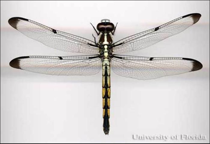 Dorsal view of an adult dragonfly from the family Libellulidae. 