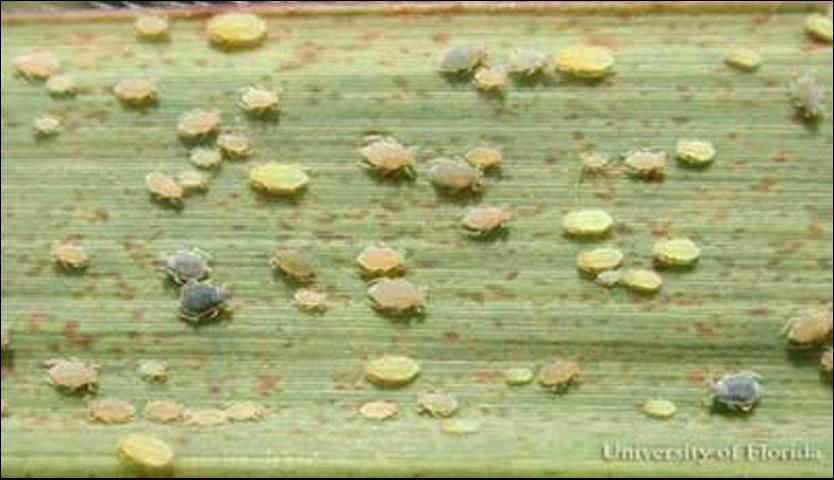 Figure 2. Mixed colony of white, Melanaphis sacchari, and yellow, Sipha flava (Forbes), sugarcane aphids on sugarcane, Saccharum officinarum.