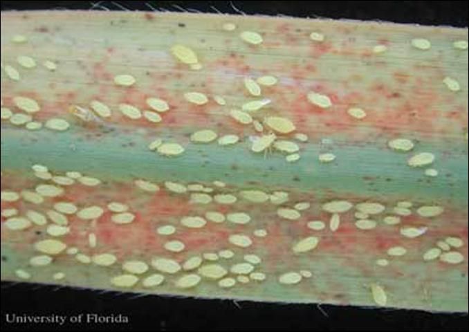 Figure 3. Yellow sugarcane aphids, Sipha flava (Forbes), on sugarcane, Saccharum officinarum.
