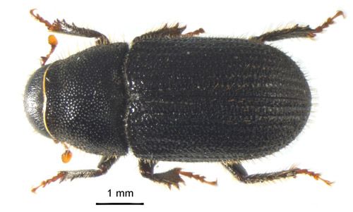 Figure 1. Dorsal view of an adult black turpentine beetle, Dendroctonus terebrans (Olivier). Its large size, trapezoidal pronotum, and rounded declivity distinguish it from all other bark beetles infesting pines in the southern United States.
