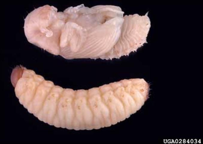 Figure 4. The pupa (top) and larva of the black turpentine beetle, Dendroctonus terebrans (Olivier).