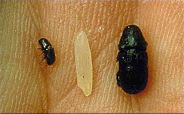 Figure 3. The adult black turpentine beetle, Dendroctonus terebrans (Olivier), (right) is 5 to 8 mm in length, much larger than the southern pine beetle, Dendroctonus frontalis Zimmermann (left). A grain of rice (middle) is inserted for size comparison.