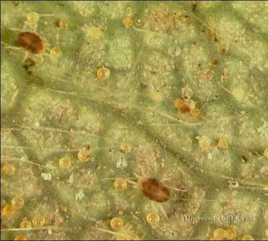 Figure 5. A strawberry leaf infested with twospotted spider mite, Tetranychus urticae Koch, adults and their eggs.
