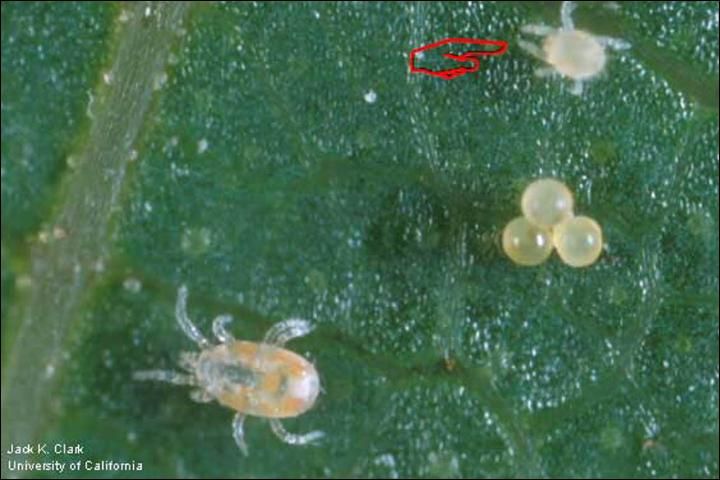 Figure 3. Dorsal view of a Neoseiulus californicus (McGregor) larva indicated by pointer. An adult N. californicus and a cluster of spider mite eggs are shown for size comparison.