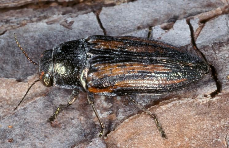 Figure 1. Buprestidae adult, Buprestis lineata.