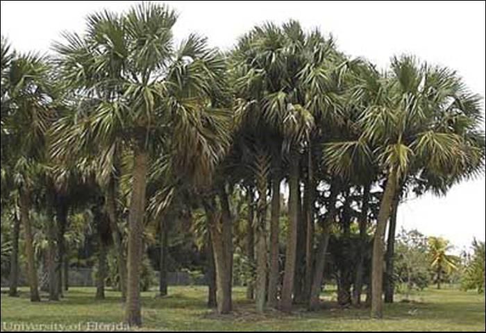 Palmitos, Sabal palmetto (Walt.) Loddiges. 