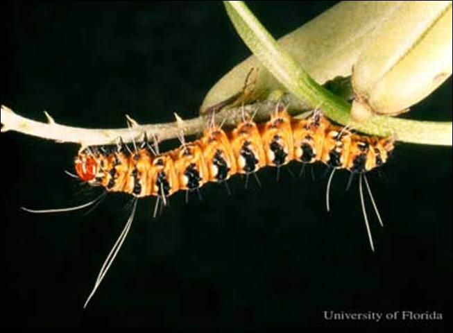 Figure 3. Larva of the ornate bella moth, Utetheisa ornatrix (Linnaeus).