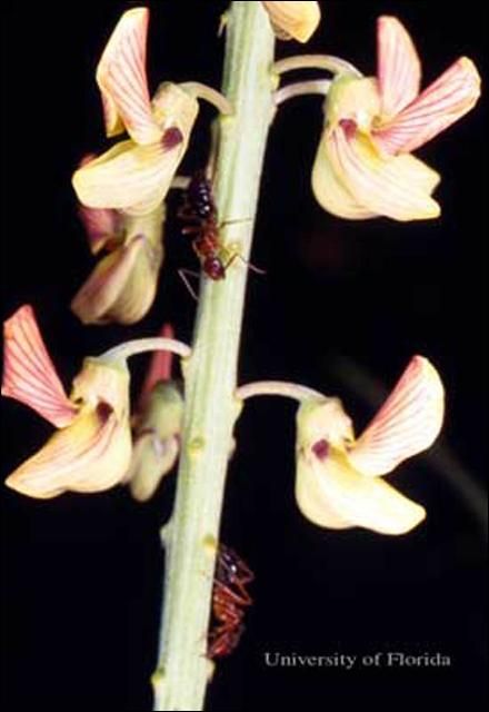 Figure 8. A flower spike of lanceleaf rattlebox, Crotalaria lanceolata E. Mey, with carpenter ants feeding at extrafloral nectaries. This plant is a host of the ornate bella moth, Utetheisa ornatrix (Linnaeus).
