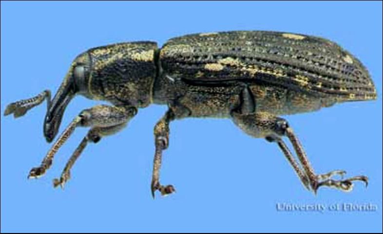 Figure 2. Adult cypress weevil, Eudociminus mannerheimii (Boheman), lateral view.