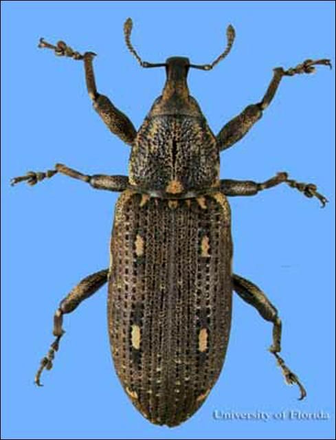 Figure 1. Adult cypress weevil, Eudociminus mannerheimii (Boheman), dorsal view.