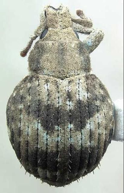 Figure 2. Dorsal view of an adult twobanded Japanese weevil, Pseudocneorhinus bifasciatus (Roelofs).