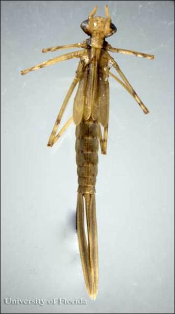 Figure 5. Vista dorsal de un cabellito del diablo inmaduro de la familia Calopterygidae. Este imagen muestra la forma típica de un cabellito del diablo inmaduro.