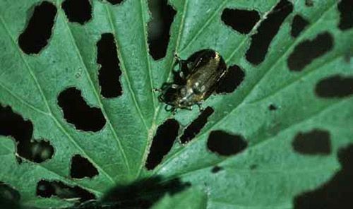 Figure 1. Adult viburnum leaf beetle, Pyrrhalta viburni (Paykull), on arrowroot viburnum with typical damage.