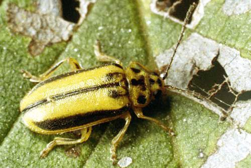 Figure 3. First instar larvae of the viburnum leaf beetle, Pyrrhalta viburni (Paykull).