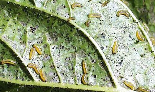 Figure 4. Second instar larva of the viburnum leaf beetle, Pyrrhalta viburni (Paykull).