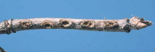 Figure 10. Old viburnum twig with egg pits/cavities (plugs missing) produced by emergence of larvae of the viburnum leaf beetle, Pyrrhalta viburni (Paykull).
