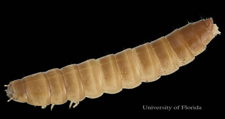 Figure 6. Dorsal view (head on left) of larva of the lesser mealworm, Alphitobius diaperinus (Panzer).