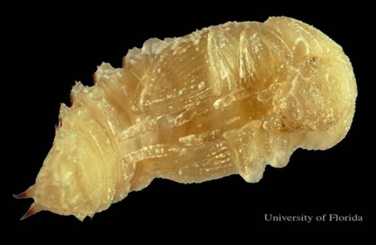 Figure 9. Pupa of the lesser mealworm, Alphitobius diaperinus (Panzer).