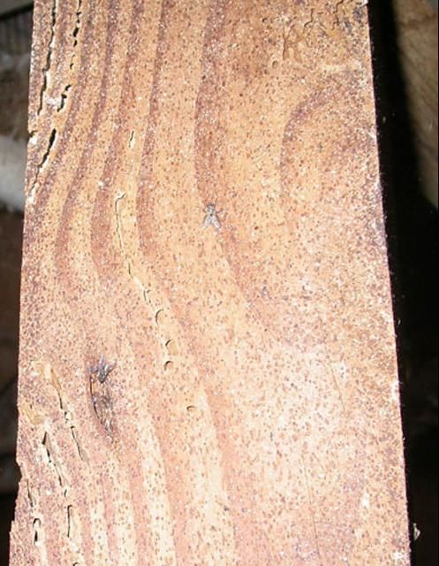 Figure 10. Damage on wooden pillar caused by larvae of the lesser mealworm, Alphitobius diaperinus (Panzer).