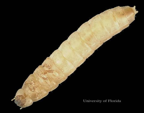 Figure 7. Ventral view (head on left) of larva of the lesser mealworm, Alphitobius diaperinus (Panzer).