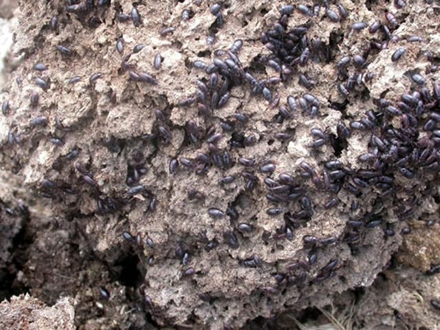 Figure 12. Adult lesser mealworms, Alphitobius diaperinus (Panzer), on poultry refuse.