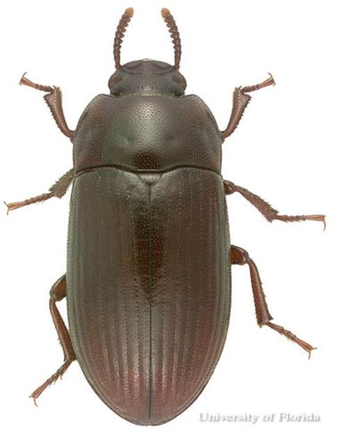 Figure 3. Adult female lesser mealworm, Alphitobius diaperinus (Panzer). This specimen taken from University of Florida lab colony, (Denmark strain).