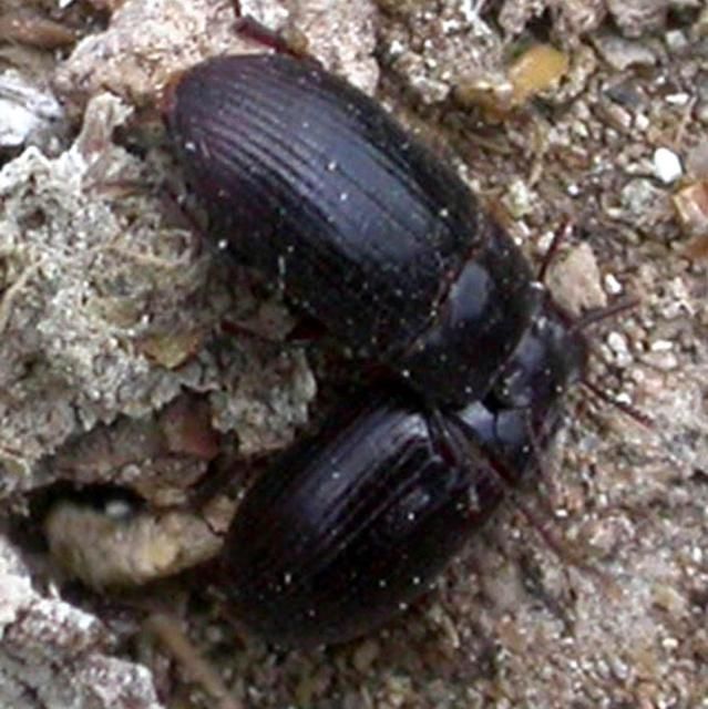 Figure 13. Adult lesser mealworms, Alphitobius diaperinus (Panzer), on poultry refuse.