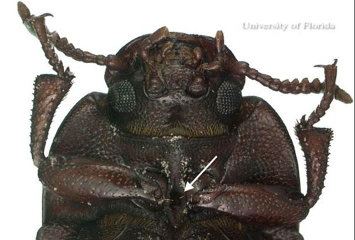 Figure 4. Ventral view of the head and forelegs of an adult lesser mealworm, Alphitobius diaperinus (Panzer). The prosternal process is indicated by the white arrow.