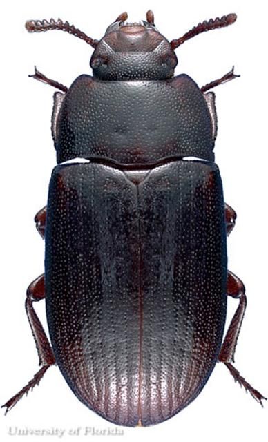 Figure 1. Adult male lesser mealworm, Alphitobius diaperinus (Panzer). This specimen taken from Henderson County, North Carolina.