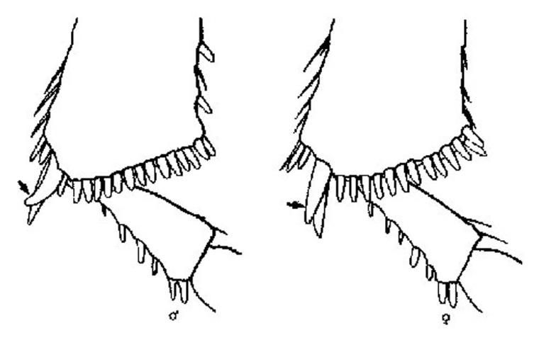 Figure 5. Spine on apex of median tibia (ventral side) showing difference between sexes (male-left, female-right) of Alphitobius diaperinus (Panzer) (from Bousquet 1990).