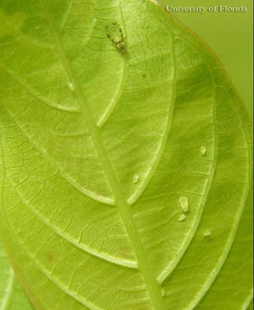 Figure 1. Adult and nymphal crapemyrtle aphids, Tinocallis kahawaluokalani (Kirkaldy), on the adaxial side of the leaf of 'Apalachee' crape myrtle (Lagerstroemia indica x Lagerstroemia faurie).