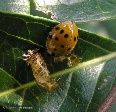 Figure 5. The multicolored Asian lady beetle, Harmonia axyridis, after eclosion (emergence) as an adult. Pupal skin can be seen on the leaf surface.