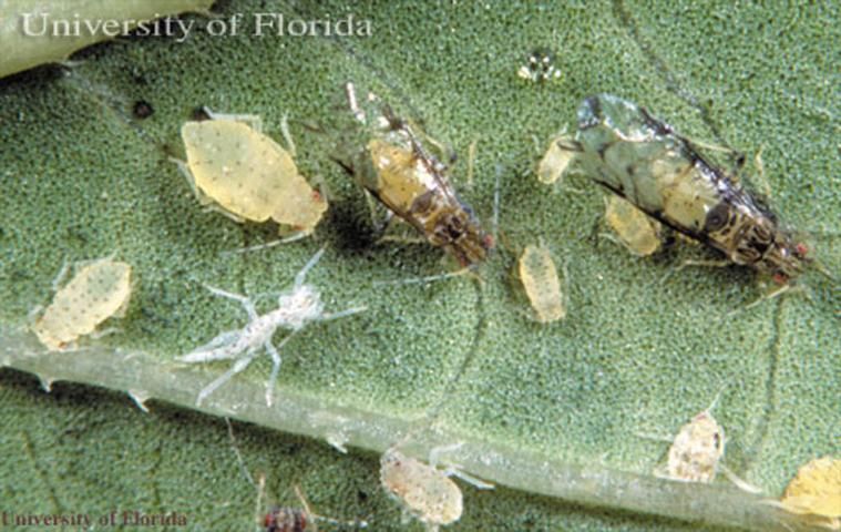Figure 2. Adults, nymphs, and cast skin (exuviae) of the crapemyrtle aphid, Tinocallis kahawaluokalani (Kirkaldy).