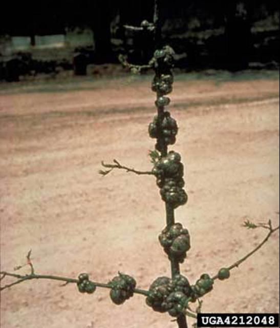 Figure 9. Mature horned oak galls caused by the gall wasp Callirhytis cornigera (Osten Sacken).