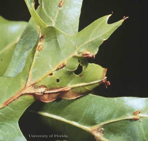 Figure 7. Leaf vein galls of the gall wasp, Callirhytis cornigera (Osten Sacken).