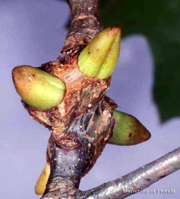 Figure 1. Mature (with horns) spine-bearing potato gall caused by the gall wasp, Callirhytis quercusclaviger (Ashmead).