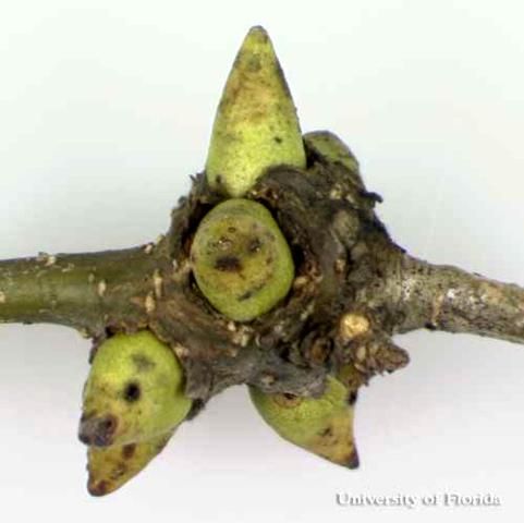Figure 4. Mature (with horns) spine-bearing potato gall caused by the gall wasp Callirhytis quercusclaviger (Ashmead).