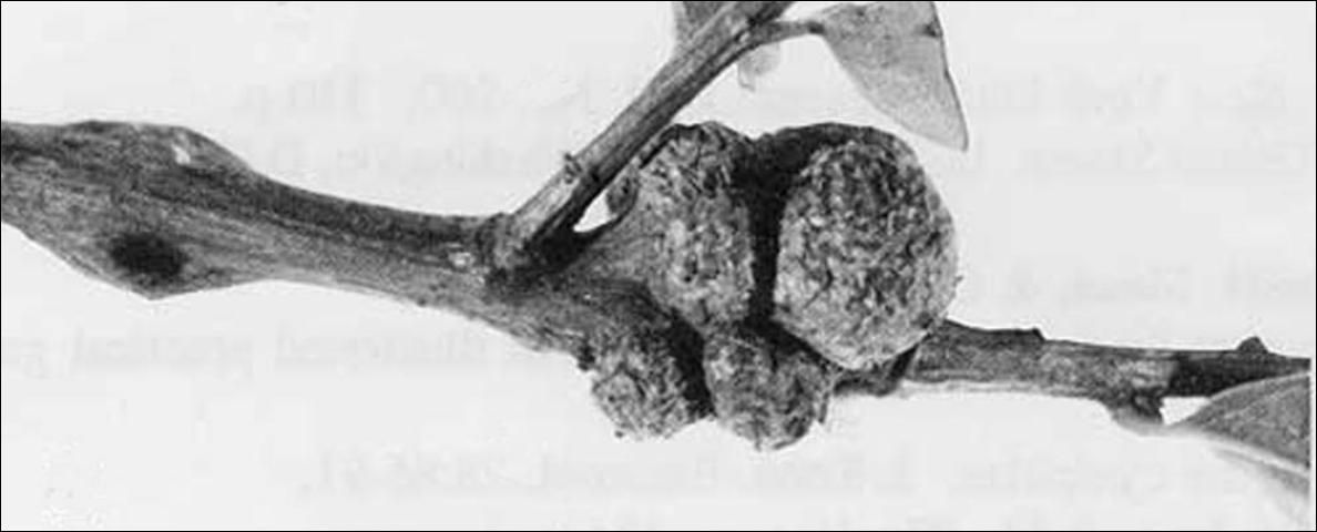 Figure 2. Young spine-bearing potato gall caused by the gall wasp Callirhytis quercusclaviger (Ashmead).